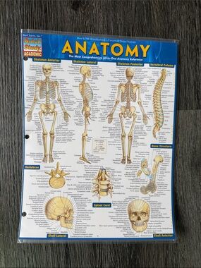 ANATOMY Quick Study Academic Reference Chart - Yellow & Blue